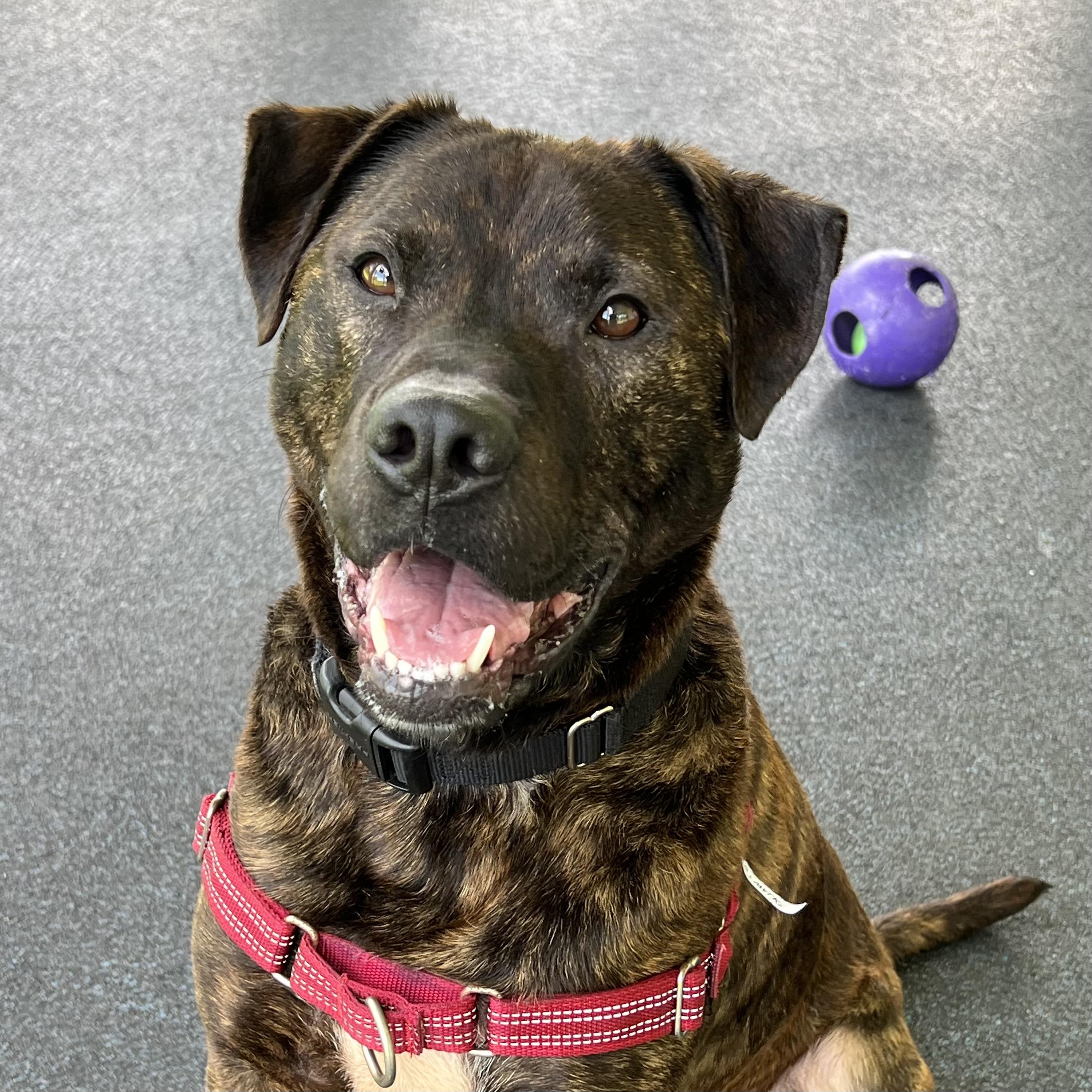 Brick, ADOPTABLE, Adult Male Mixed Breed.