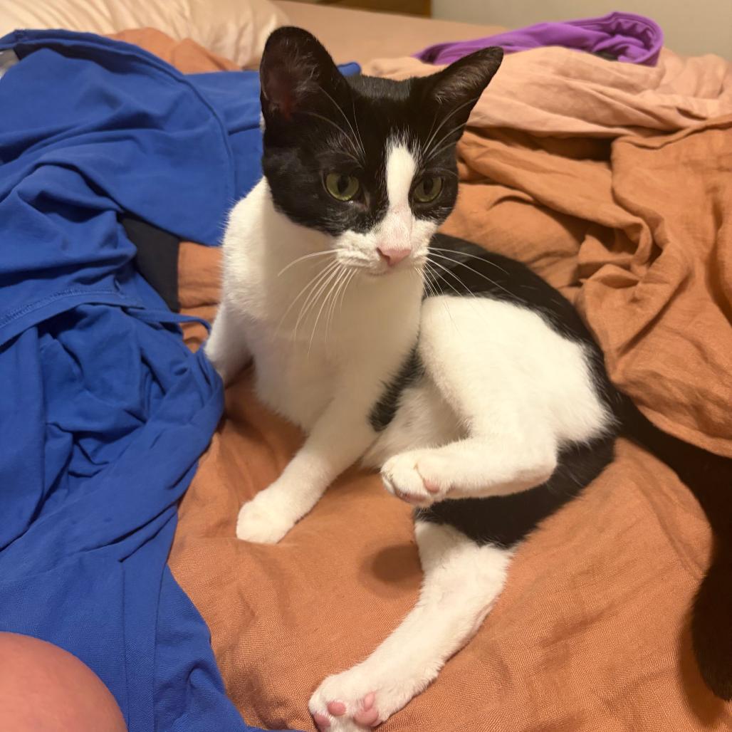 Enlarge Lip Gloss, a Adoptable Domestic Short Hair in Chicago, IL image 1/4