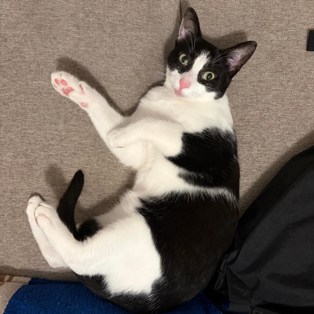 Enlarge Lip Gloss, a Adoptable Domestic Short Hair in Chicago, IL image 2/4