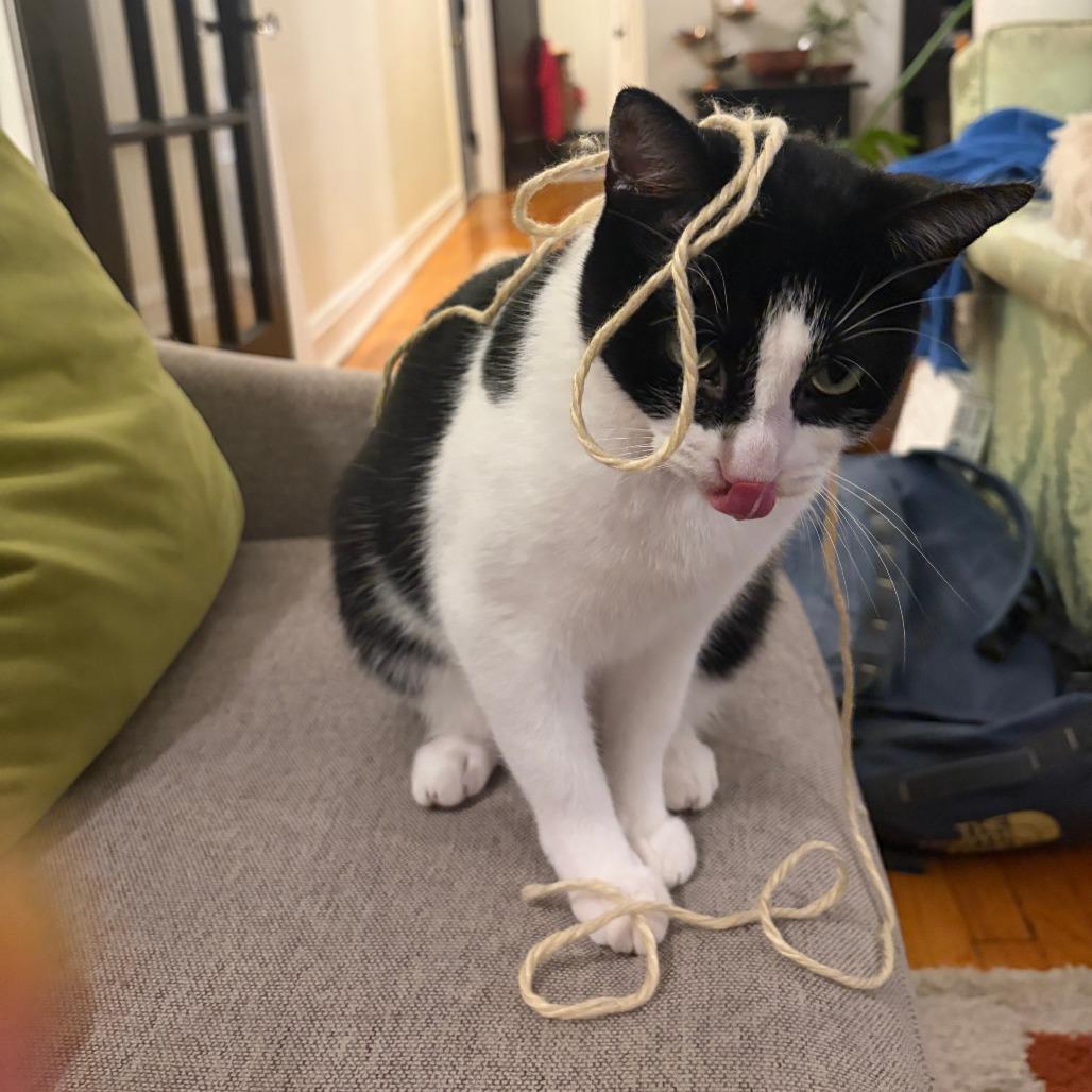 Enlarge Lip Gloss, a Adoptable Domestic Short Hair in Chicago, IL image 3/4