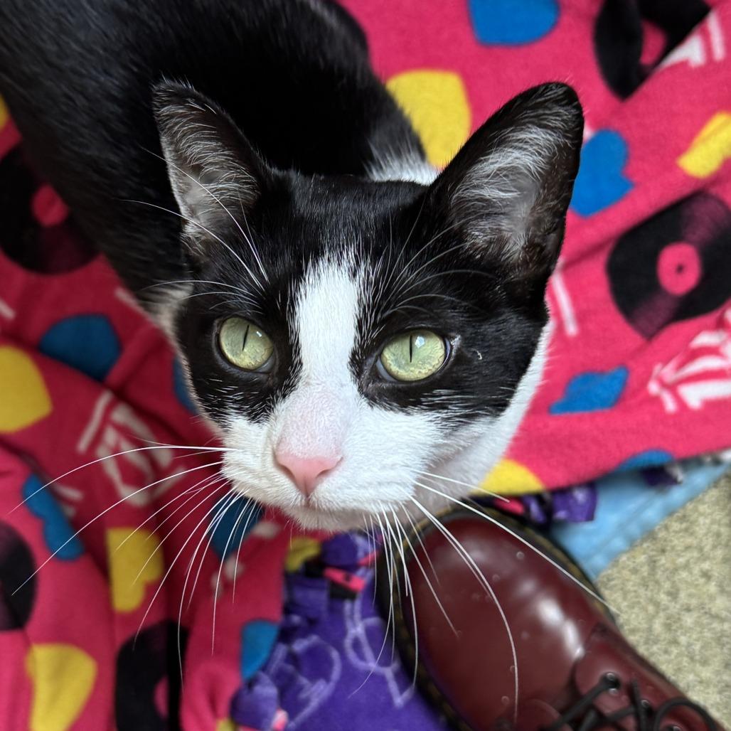 Enlarge Lip Gloss, a Adoptable Domestic Short Hair in Chicago, IL image 4/4