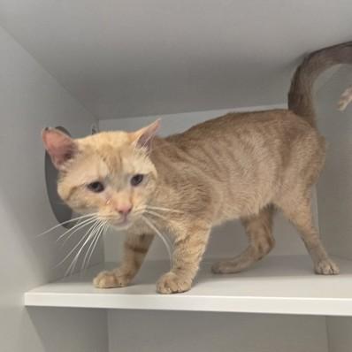 MacMillan, Adoptable, Adult Male Domestic Short Hair.