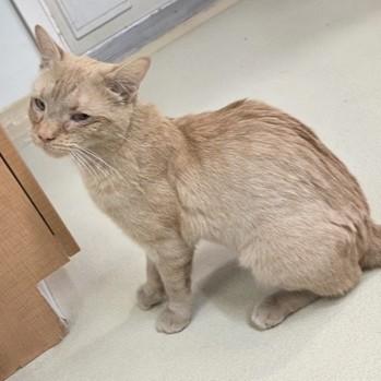 Enlarge MacMillan, an adopted Domestic Short Hair in Phoenixville, PA image 3/5