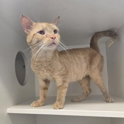 Enlarge MacMillan, an adoptable Domestic Short Hair in Phoenixville, PA image 2/3