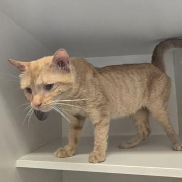 MacMillan, Adoptable, Adult Male Domestic Short Hair.