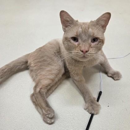 Enlarge MacMillan, an adopted Domestic Short Hair in Phoenixville, PA image 1/5