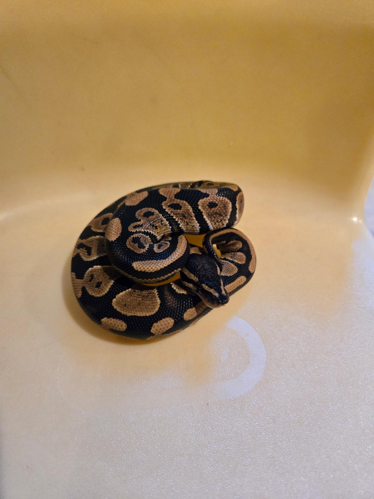 Gus - courtesy post, Adoptable, Baby Male Ball Python.