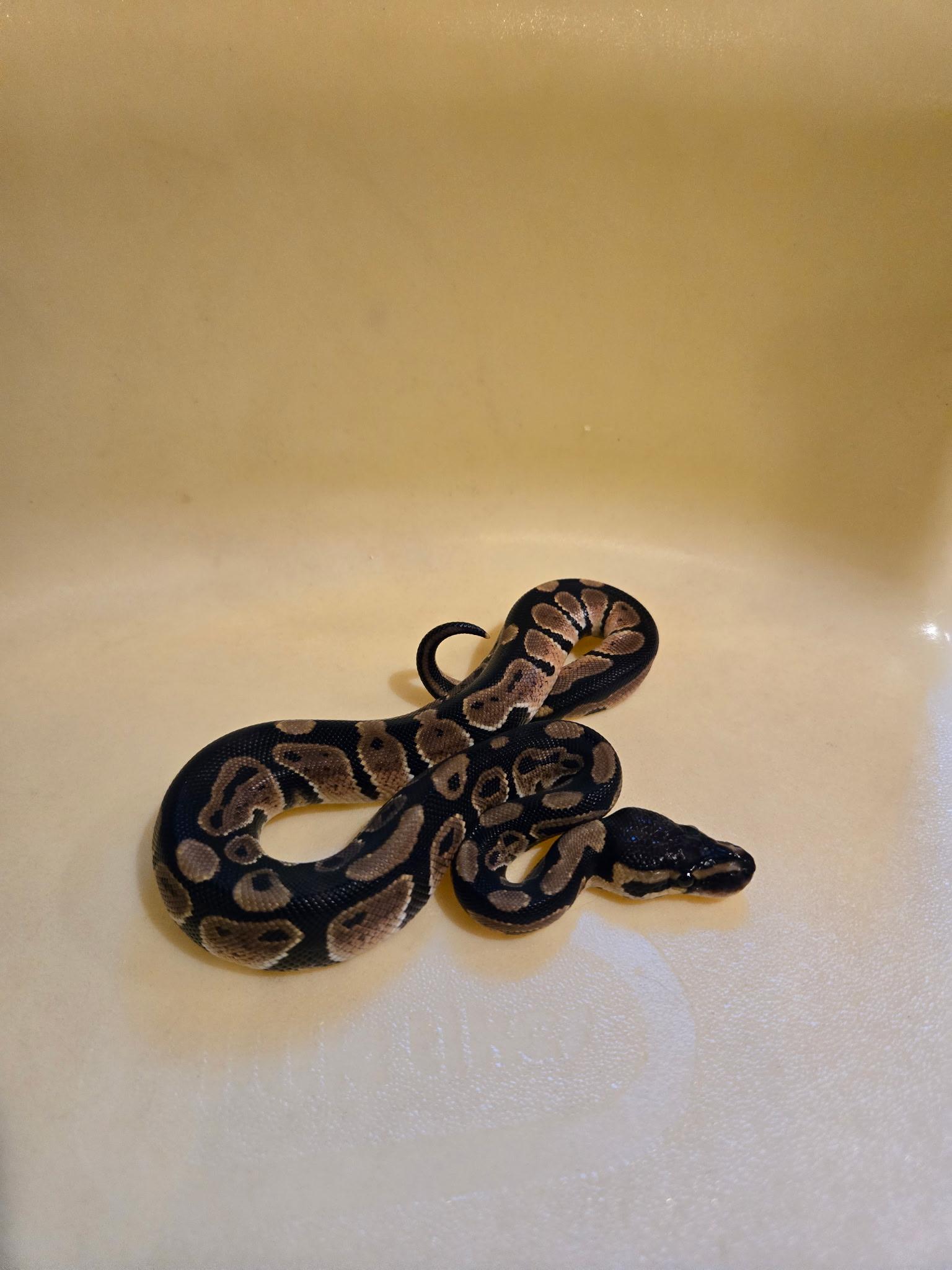 Gus - courtesy post, a Adoptable Ball Python in Elwood, NJ image 2/3