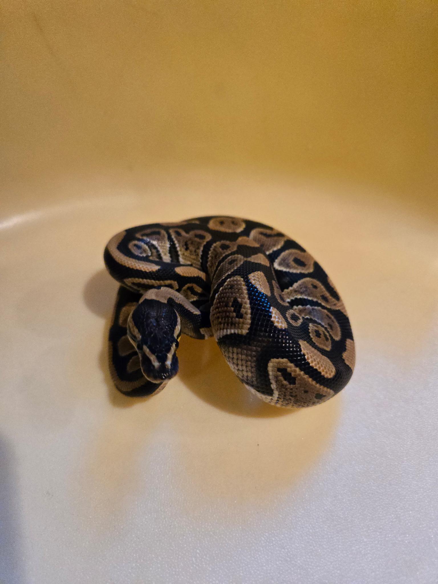Gus - courtesy post, a Adoptable Ball Python in Elwood, NJ image 3/3