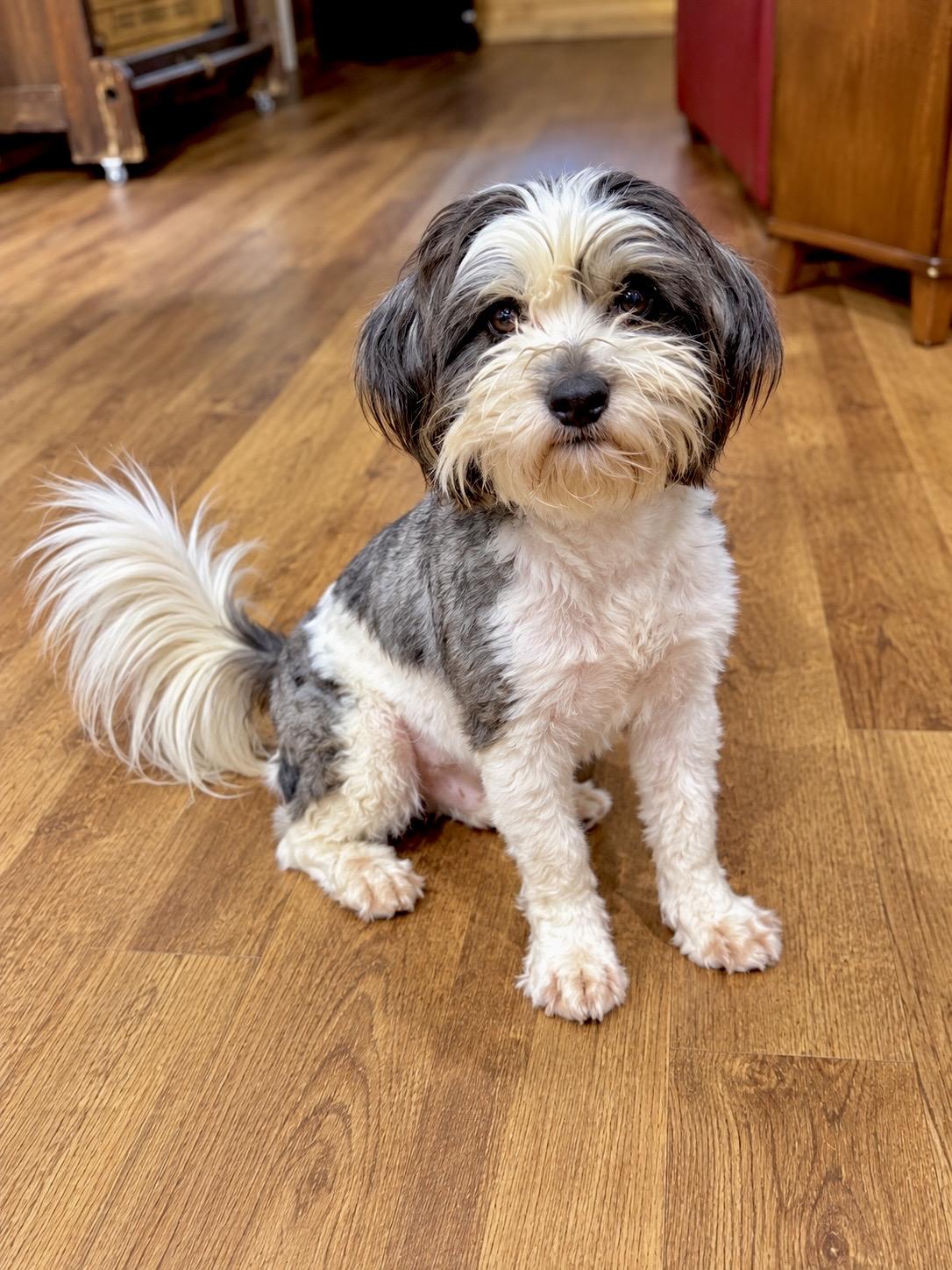 Enlarge Buddy, a Adopted mixed breed in Douglas, GA image 1/2