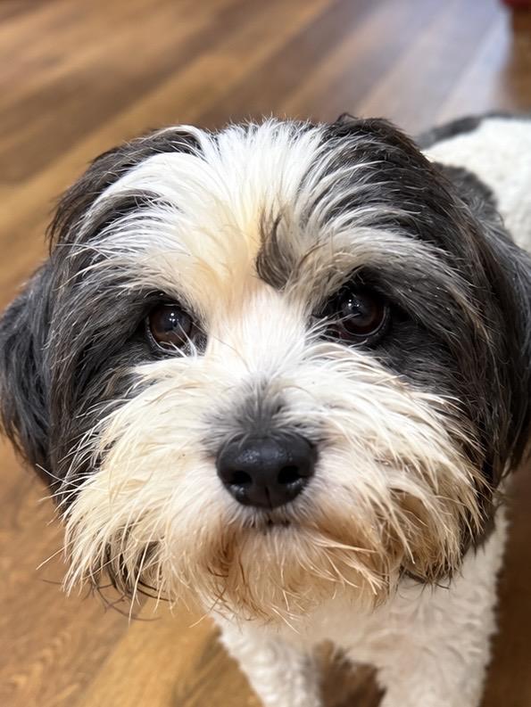 Enlarge Buddy, a Adopted mixed breed in Douglas, GA image 2/2