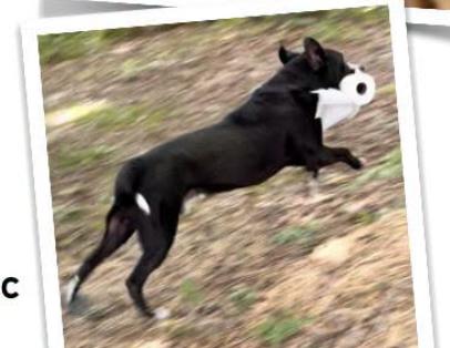 Enlarge Wolfgang, a Adoptable mixed breed in Indian Mound, TN image 2/3