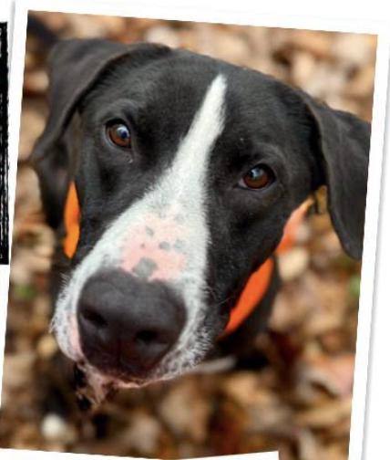 Wolfgang, Adoptable, Young Male Black Labrador Retriever & Boxer.