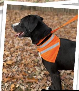 Enlarge Wolfgang, a Adoptable mixed breed in Indian Mound, TN image 3/3