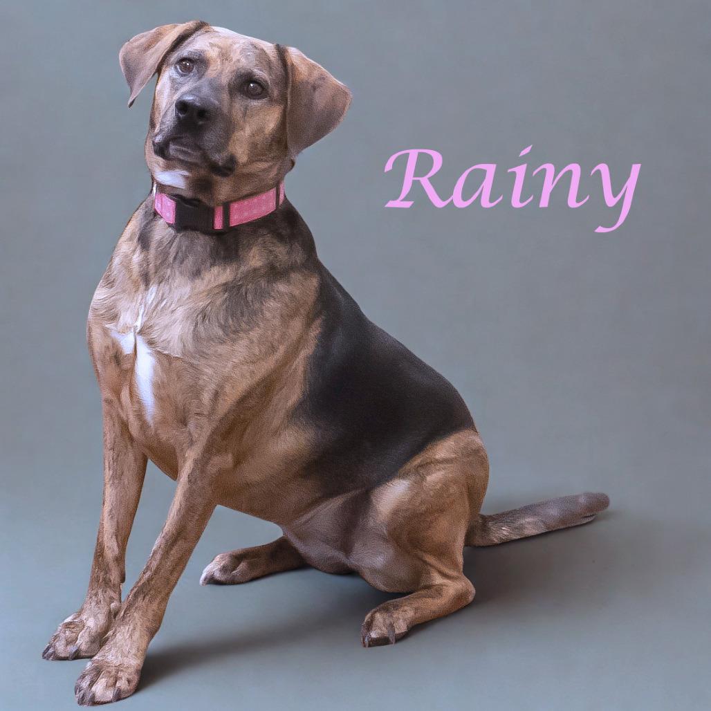 Rainy D23-054, Adoptable, Adult Female Hound.