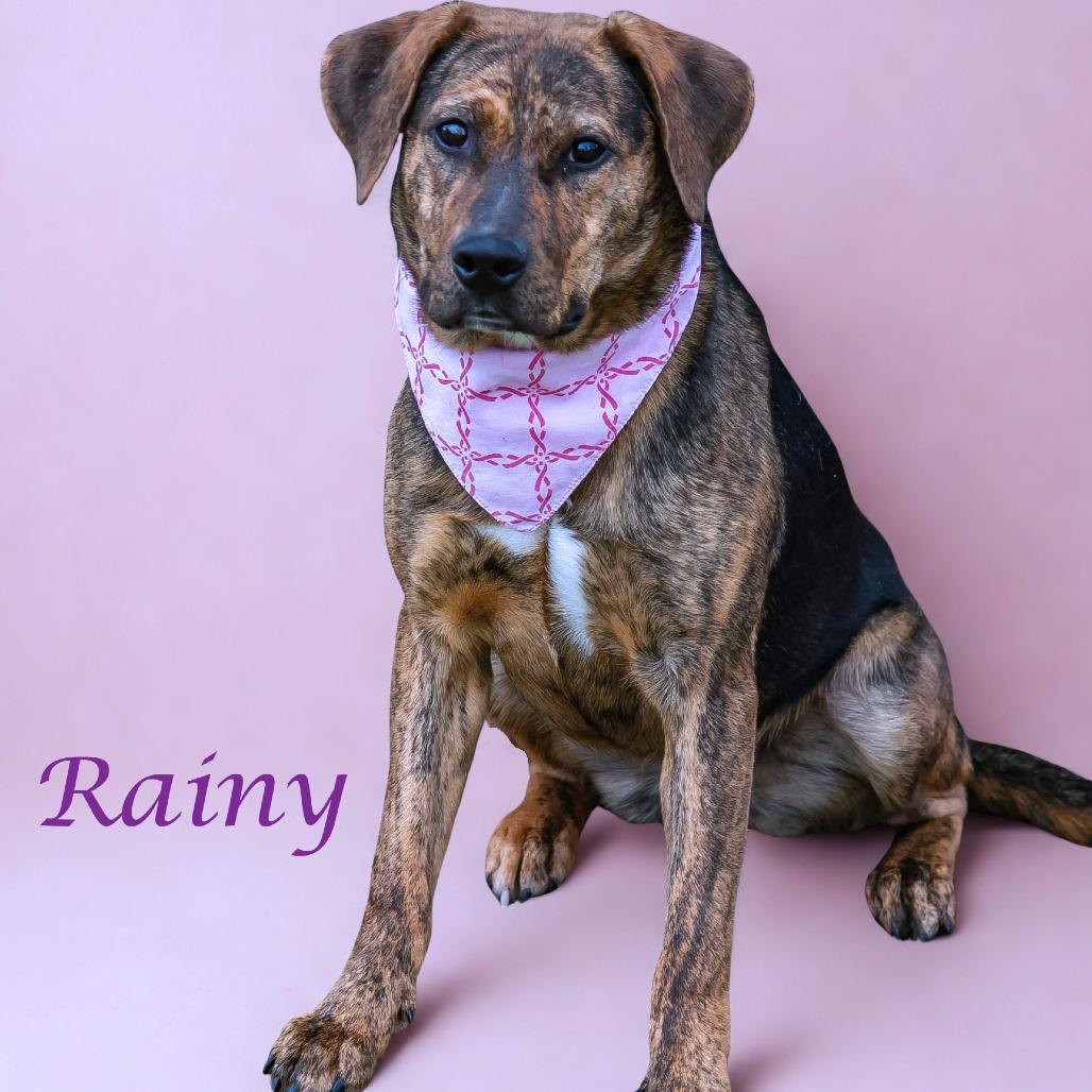 Enlarge Rainy D23-054, a Adoptable mixed breed in Lebanon, TN image 2/6