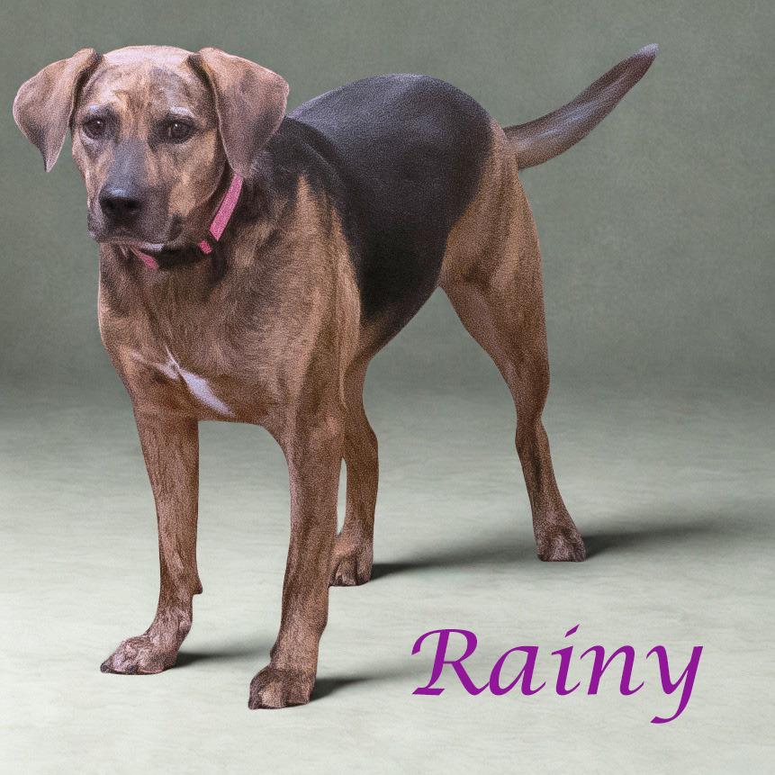 Enlarge Rainy D23-054, a Adoptable mixed breed in Lebanon, TN image 3/6