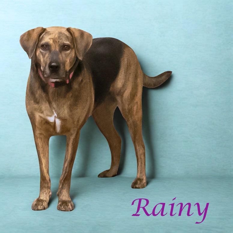 Enlarge Rainy D23-054, a Adoptable mixed breed in Lebanon, TN image 4/6