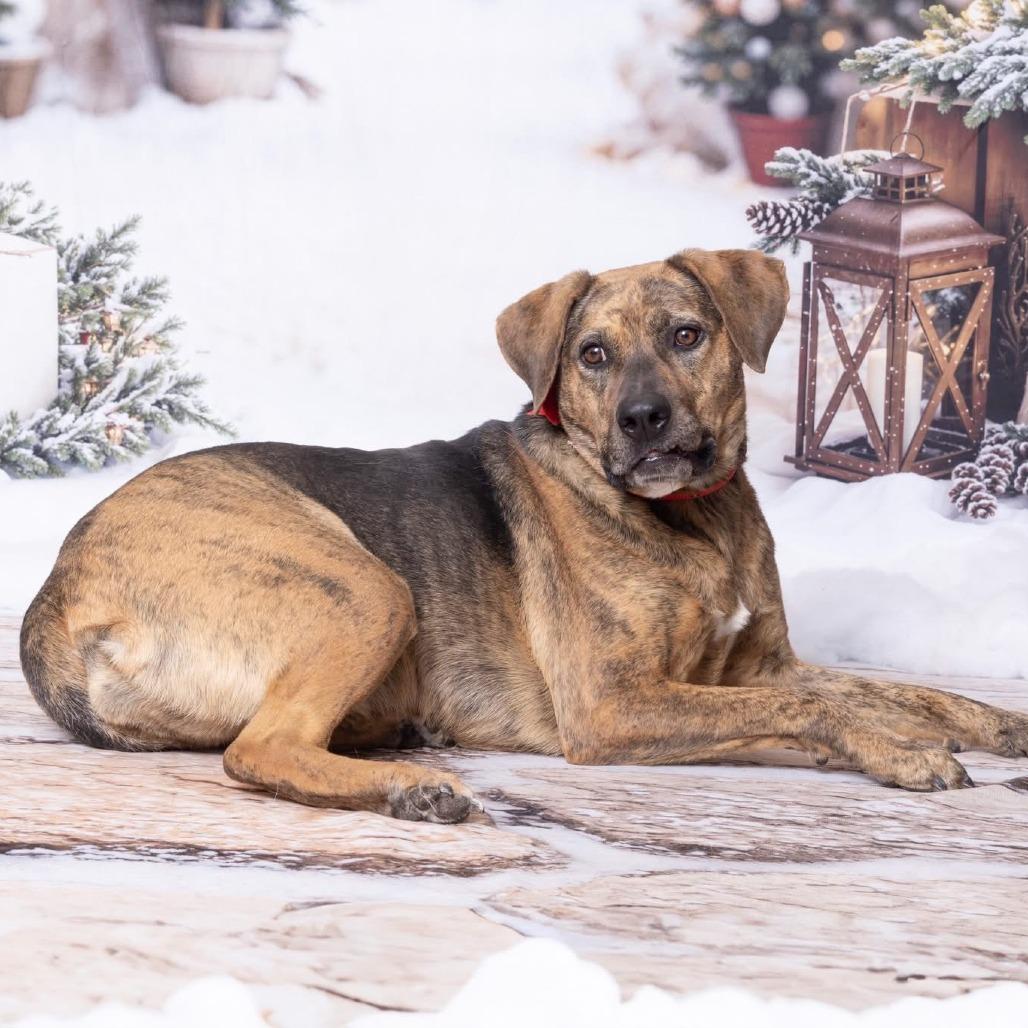 Enlarge Rainy D23-054, a Adoptable mixed breed in Lebanon, TN image 5/6