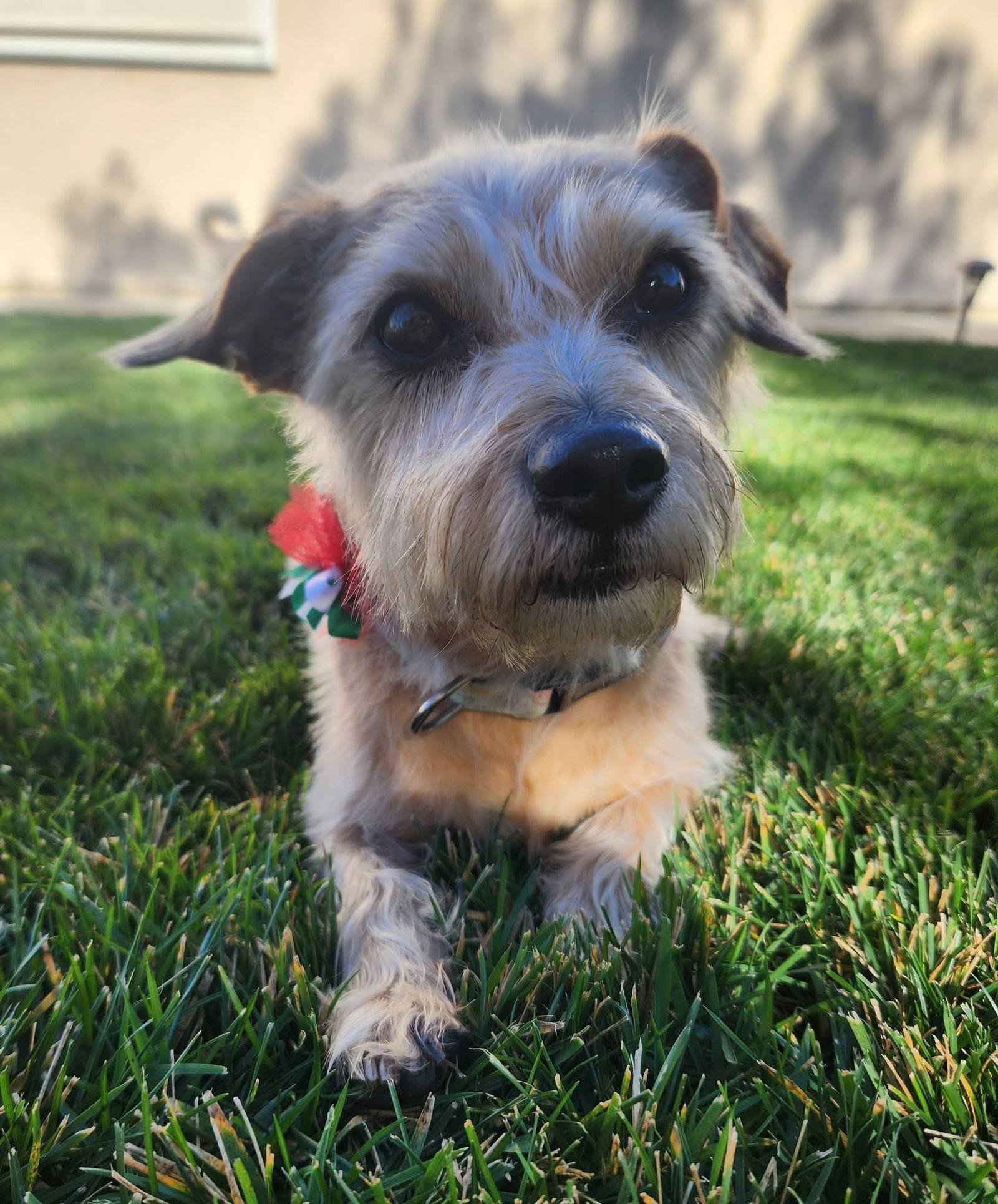 Enlarge Roxy, a Adoptable Terrier in San Bernardino, CA image 1/3