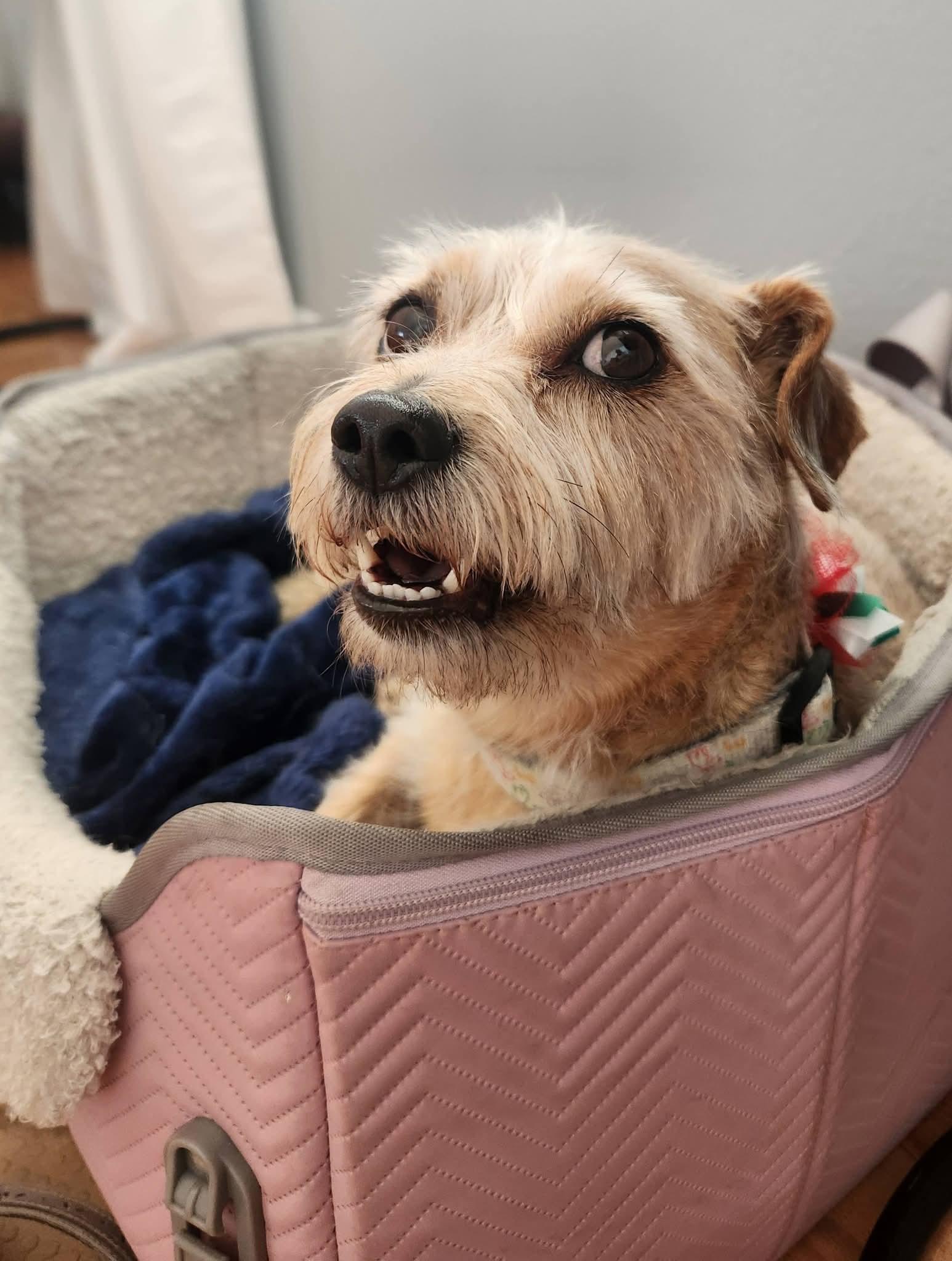 Enlarge Roxy, a Adoptable Terrier in San Bernardino, CA image 2/3