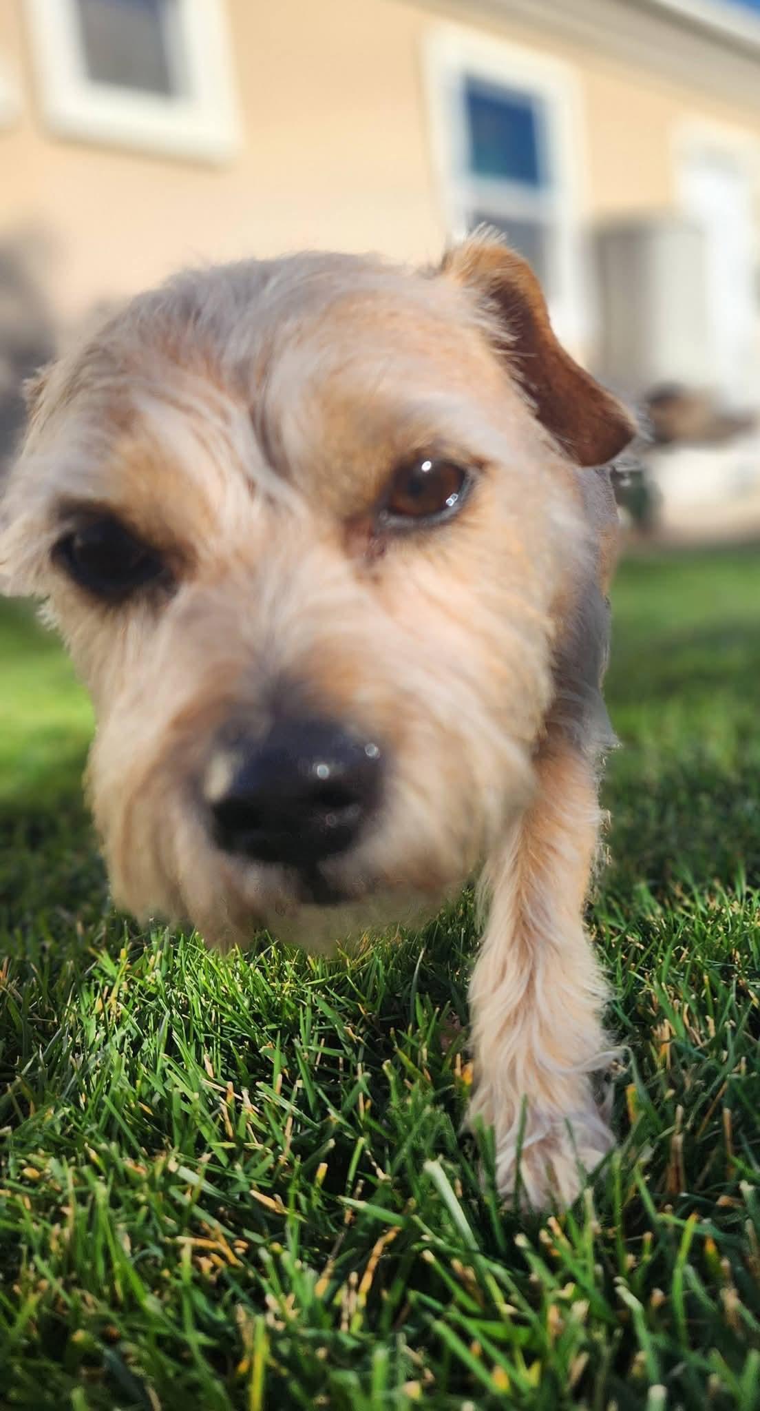 Enlarge Roxy, a Adoptable Terrier in San Bernardino, CA image 3/3