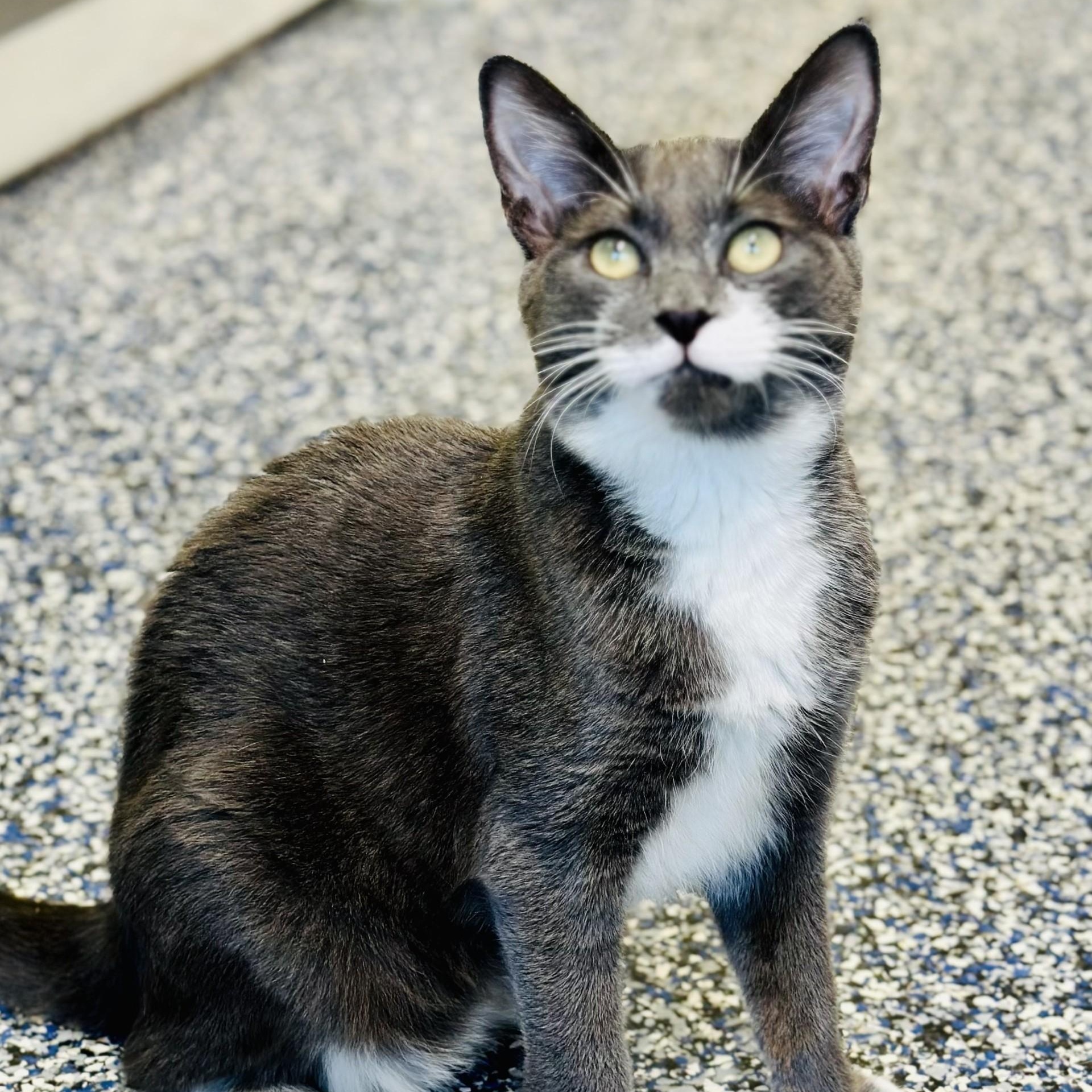 Herbie , an adopted Domestic Short Hair in Jackson, NJ image 2/2