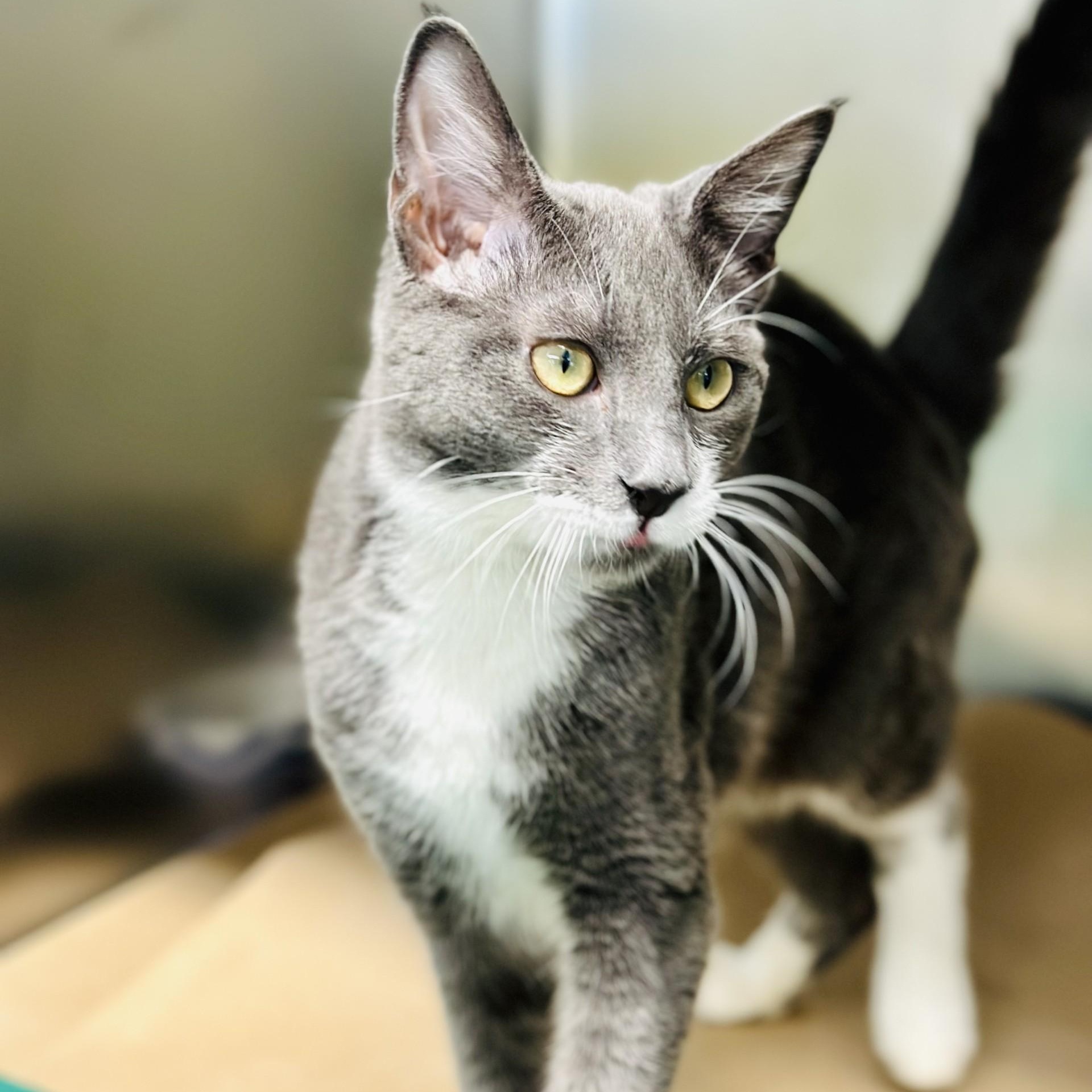 Herbie , an adopted Domestic Short Hair in Jackson, NJ image 1/2