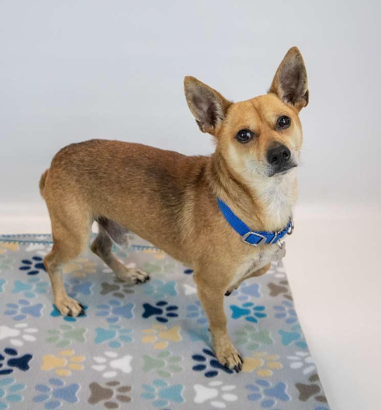 Enlarge Stanley, a Adoptable mixed breed in Kennesaw, GA image 2/6
