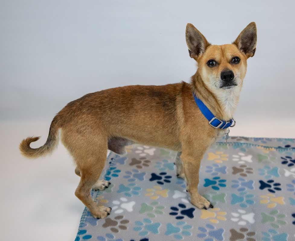 Enlarge Stanley, a Adoptable mixed breed in Kennesaw, GA image 3/6
