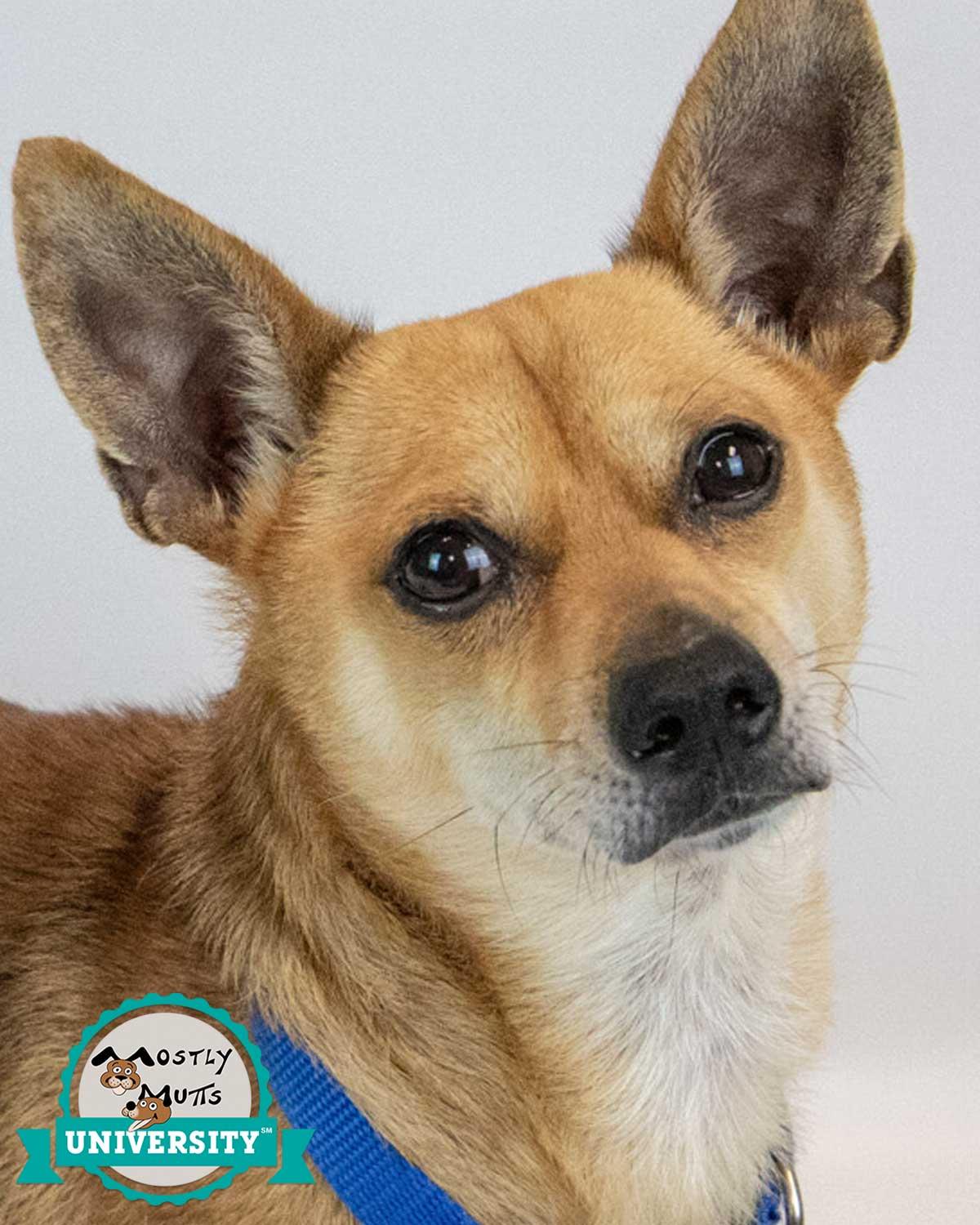 Stanley, Adoptable, Adult Male Chihuahua & Terrier.