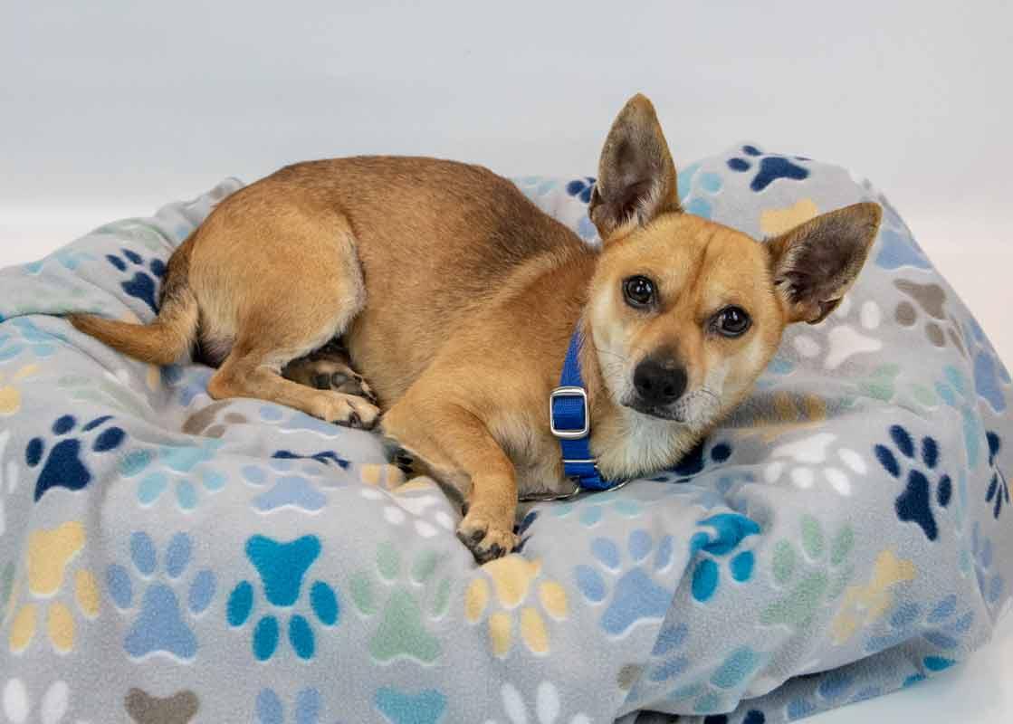 Enlarge Stanley, a Adoptable mixed breed in Kennesaw, GA image 4/6