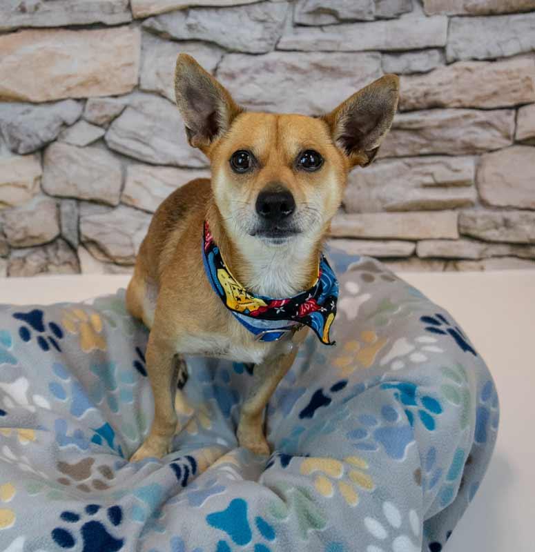 Enlarge Stanley, a Adoptable mixed breed in Kennesaw, GA image 5/6