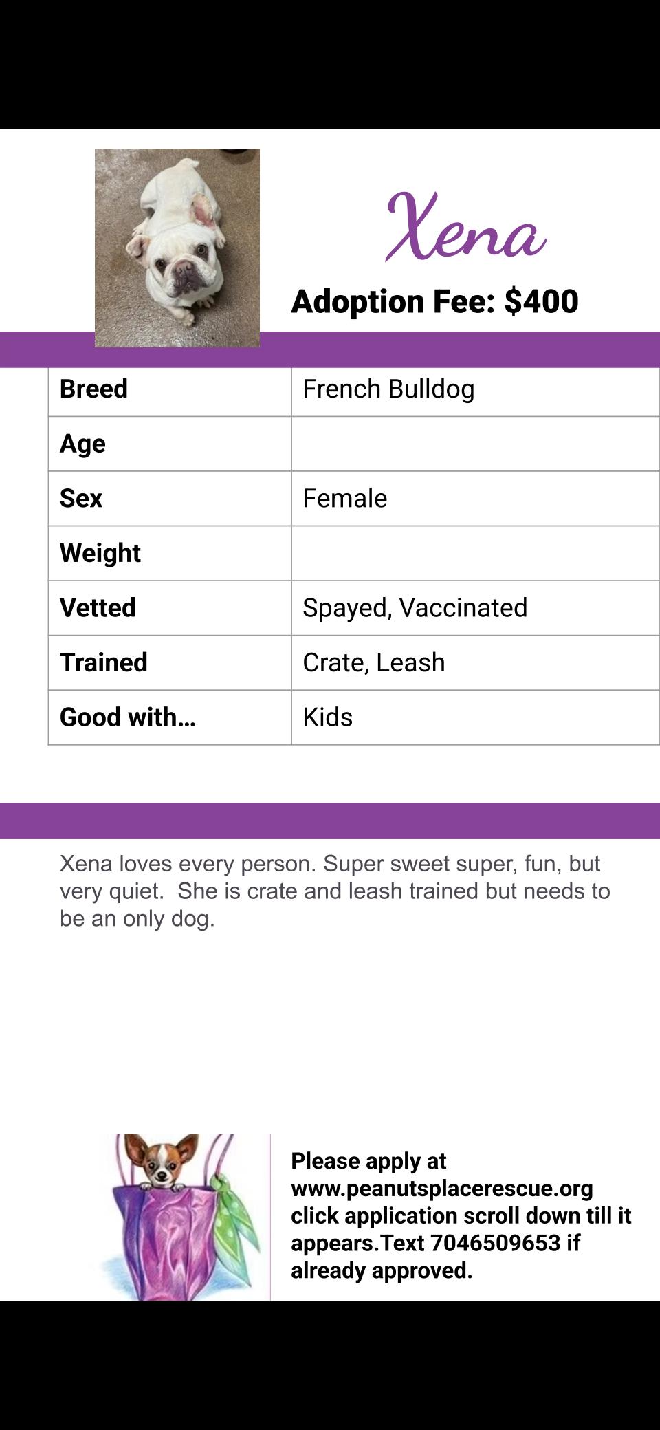 Enlarge Xena, an adopted French Bulldog in Matthews, NC image 2/2