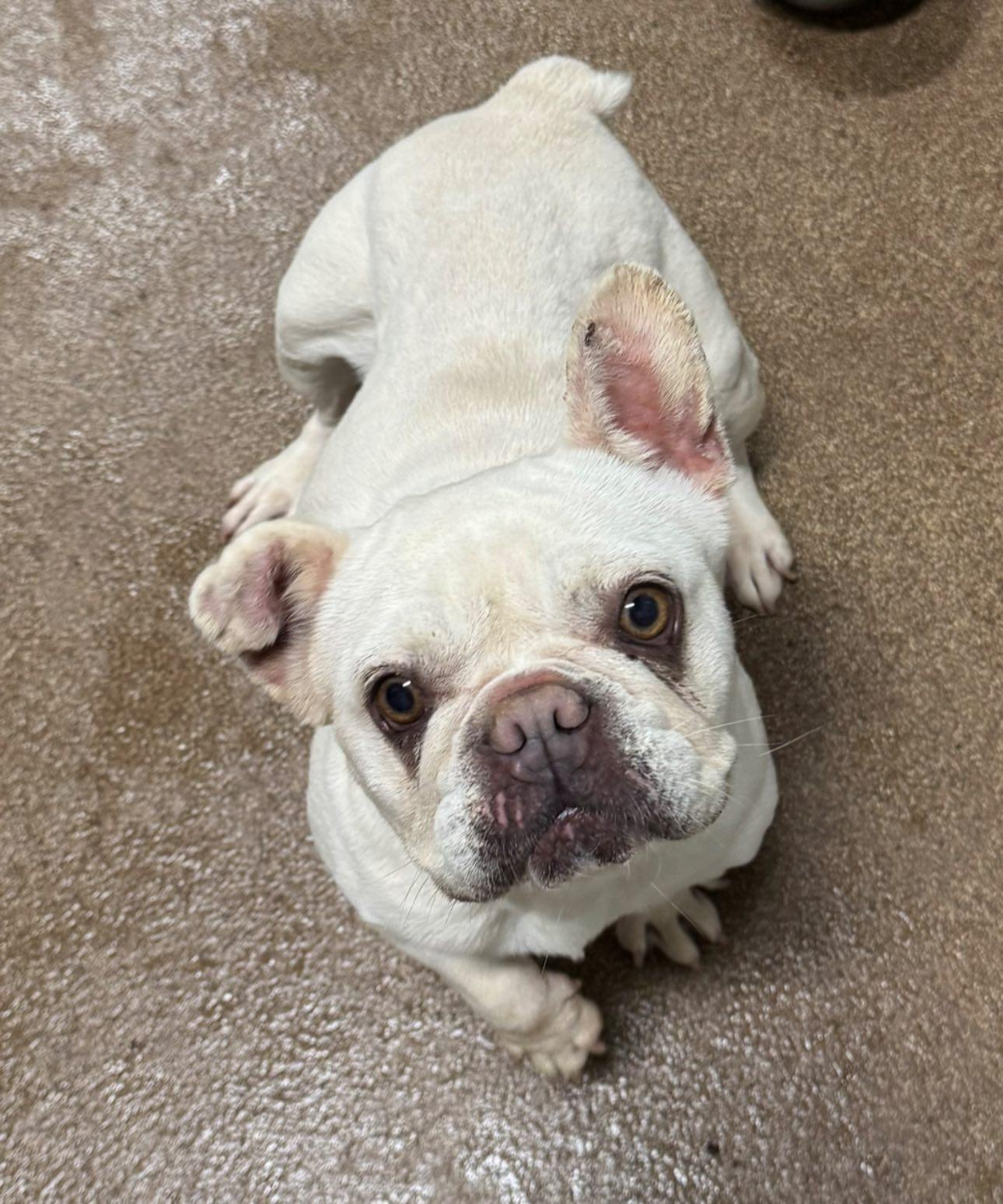 Xena, ADOPTABLE, Adult Female French Bulldog.