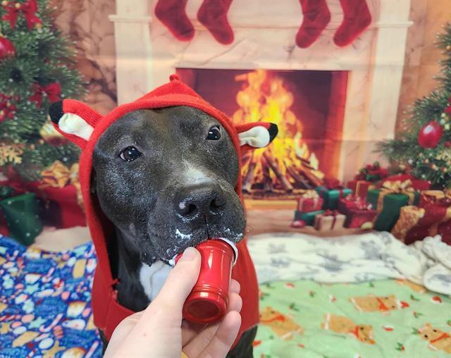 MOMMA, Adoptable, Adult Female Pit Bull Terrier.