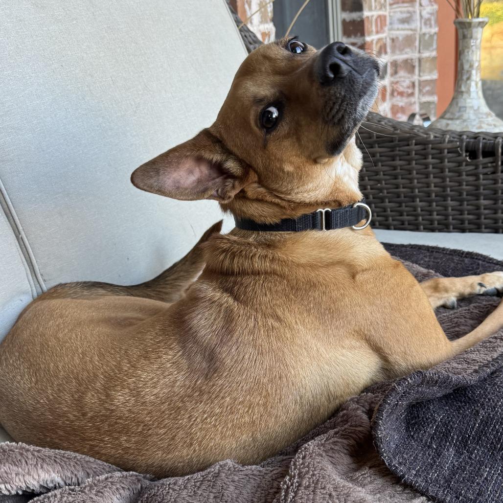 Roxy, Adoptable, Adult Female Mixed Breed & Mixed Breed.