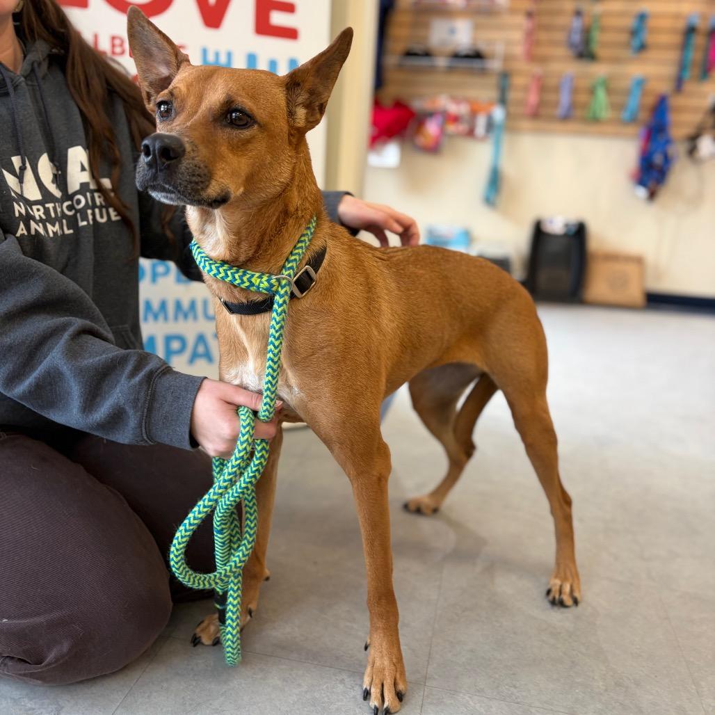 Enlarge Roxy, a Adoptable mixed breed in Morrisville, VT image 2/4