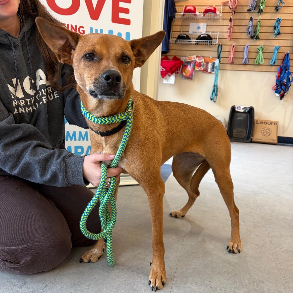 Enlarge Roxy, a Adoptable mixed breed in Morrisville, VT image 3/4