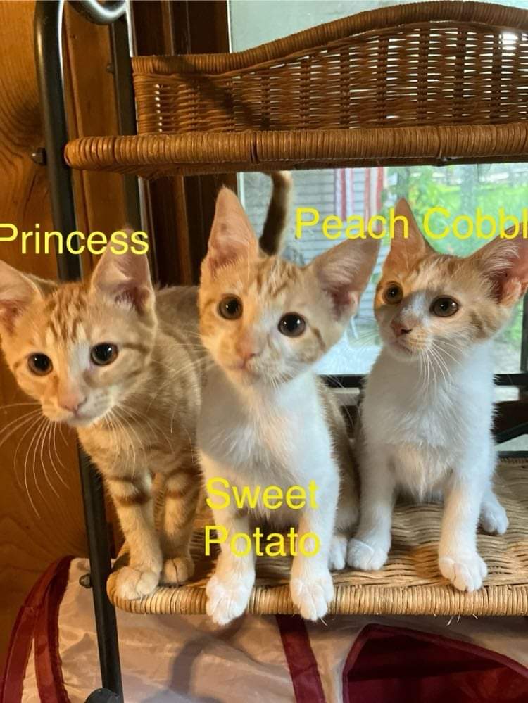 Cat for adoption Princess Marmalade, a Domestic Short Hair in