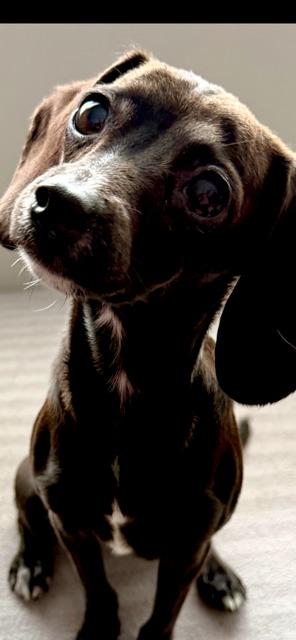 Enlarge LAINEY, a Adoptable mixed breed in Newaygo, MI image 1/1