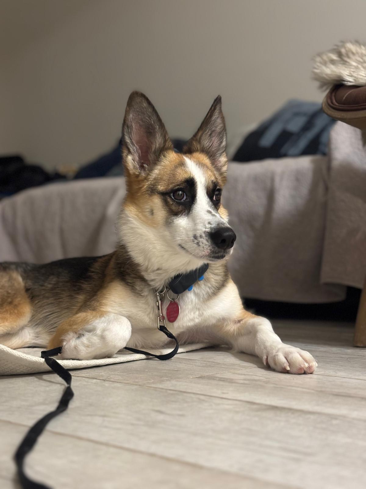 Enlarge Alice, a Adoptable mixed breed in North York, ON image 1/6