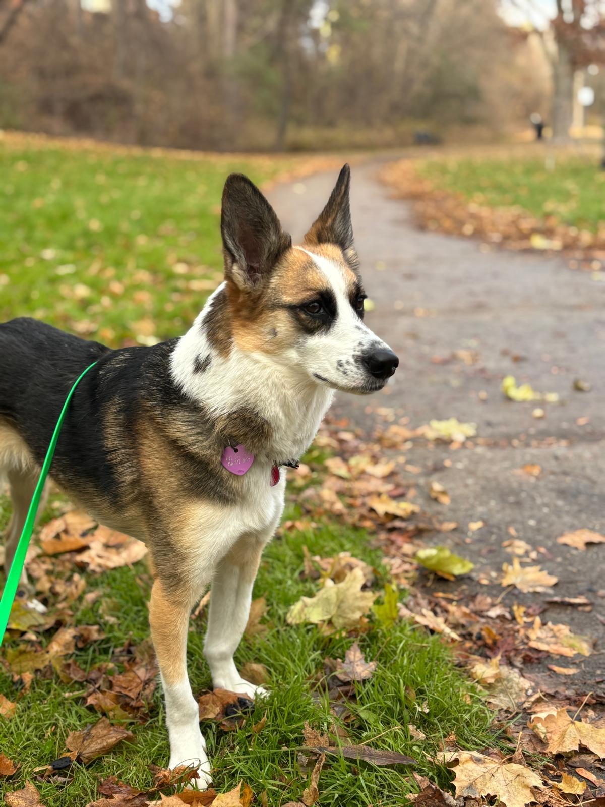 Enlarge Alice, a Adoptable mixed breed in North York, ON image 3/6