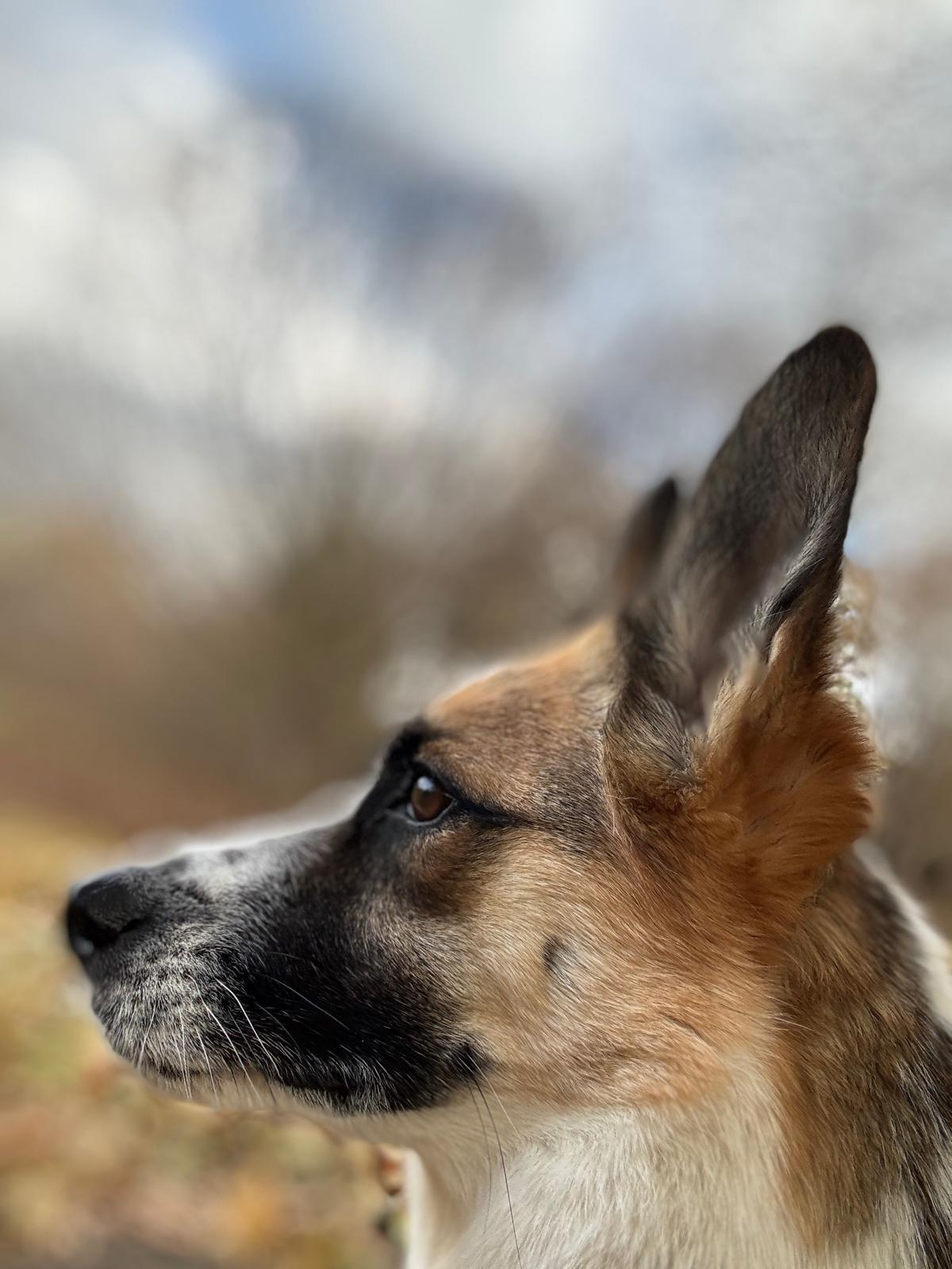 Alice, Adoptable, Adult Female Mixed Breed & Australian Shepherd.