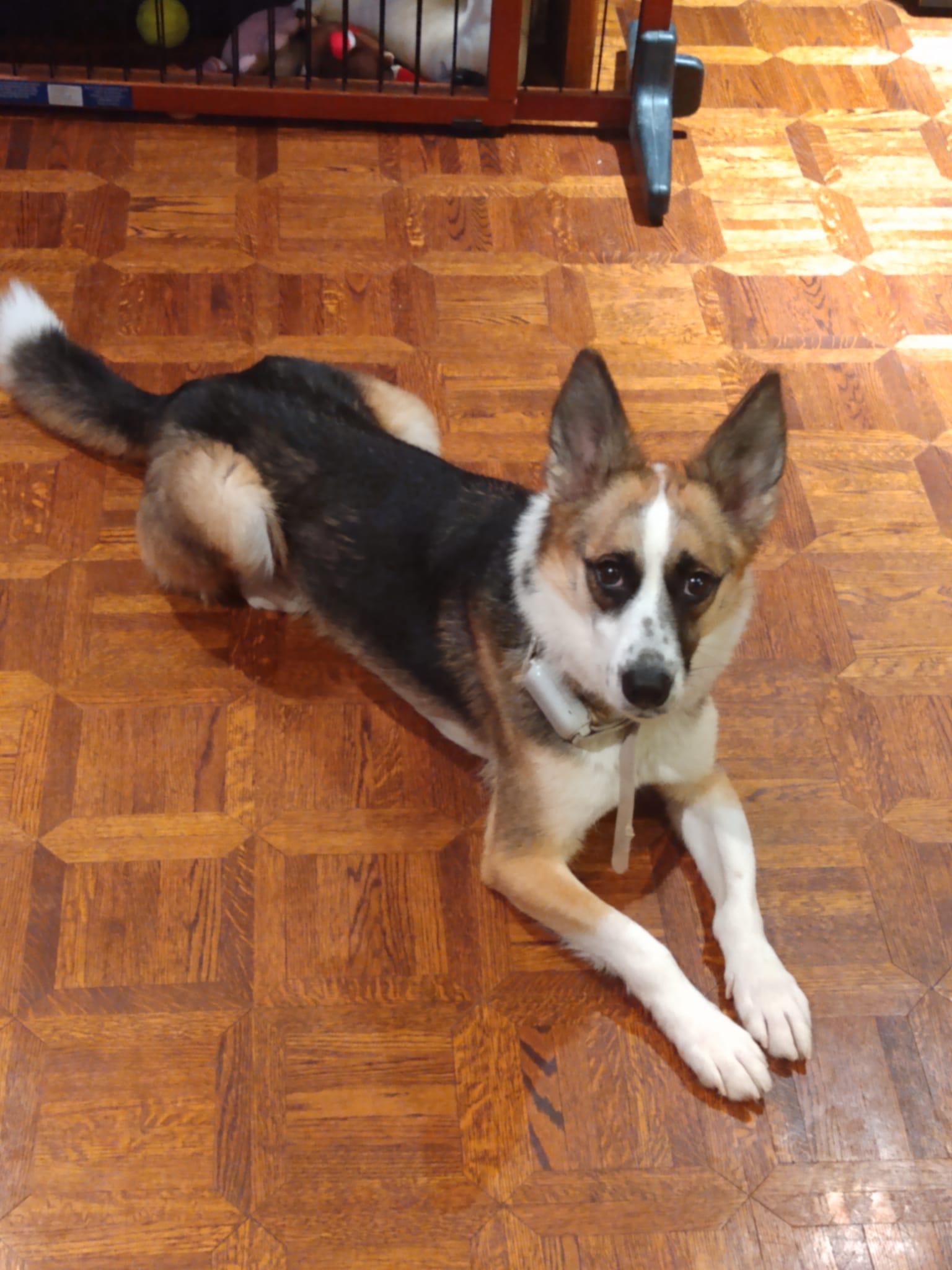 Enlarge Alice, a Adoptable mixed breed in North York, ON image 5/6