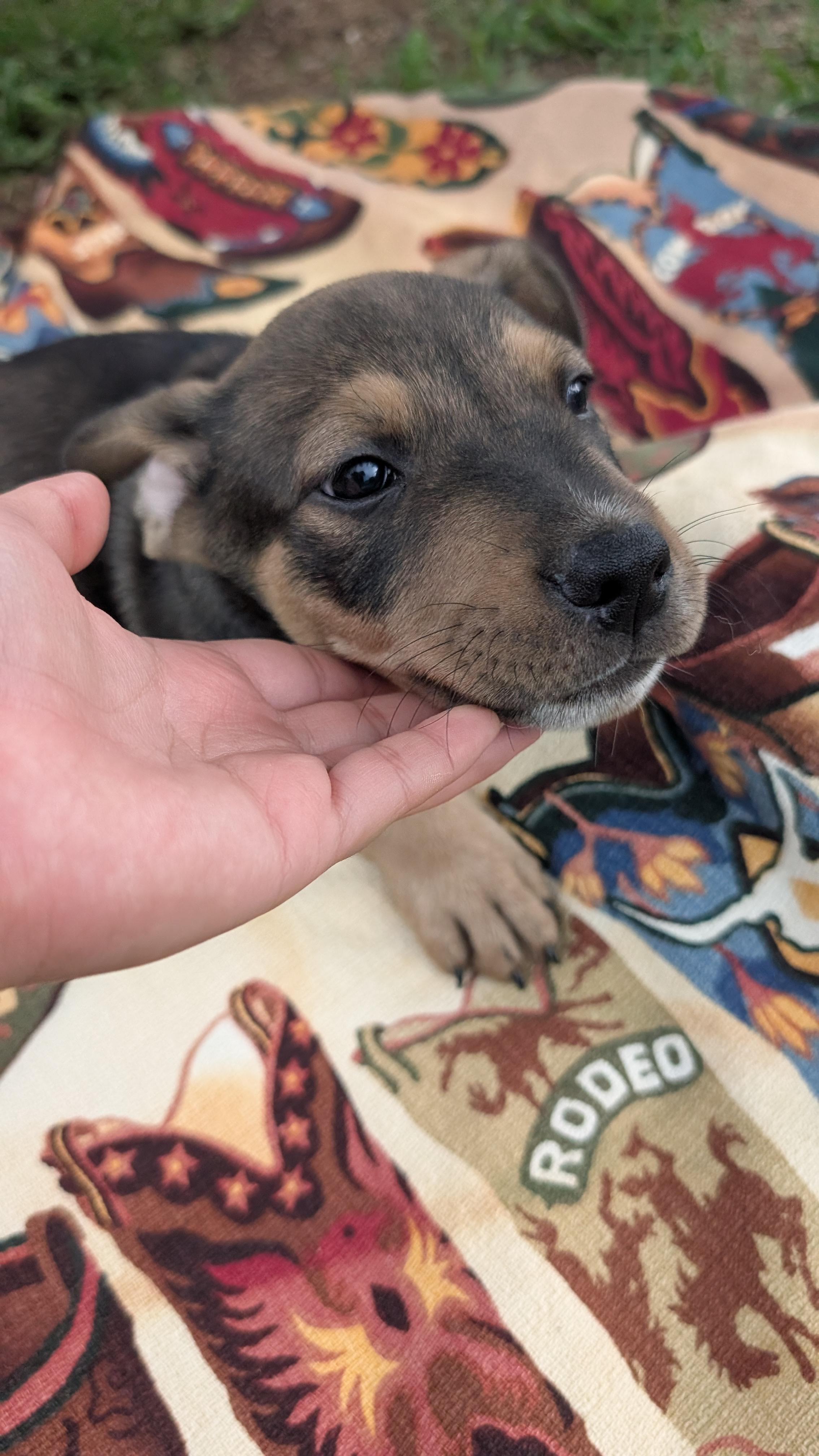 Wilder, Adopted, Young Male Australian Cattle Dog / Blue Heeler.