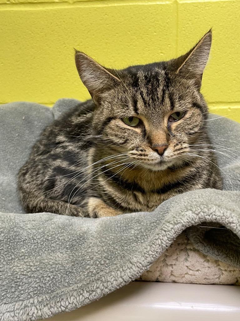 Seema, ADOPTABLE, Adult Female Domestic Short Hair.