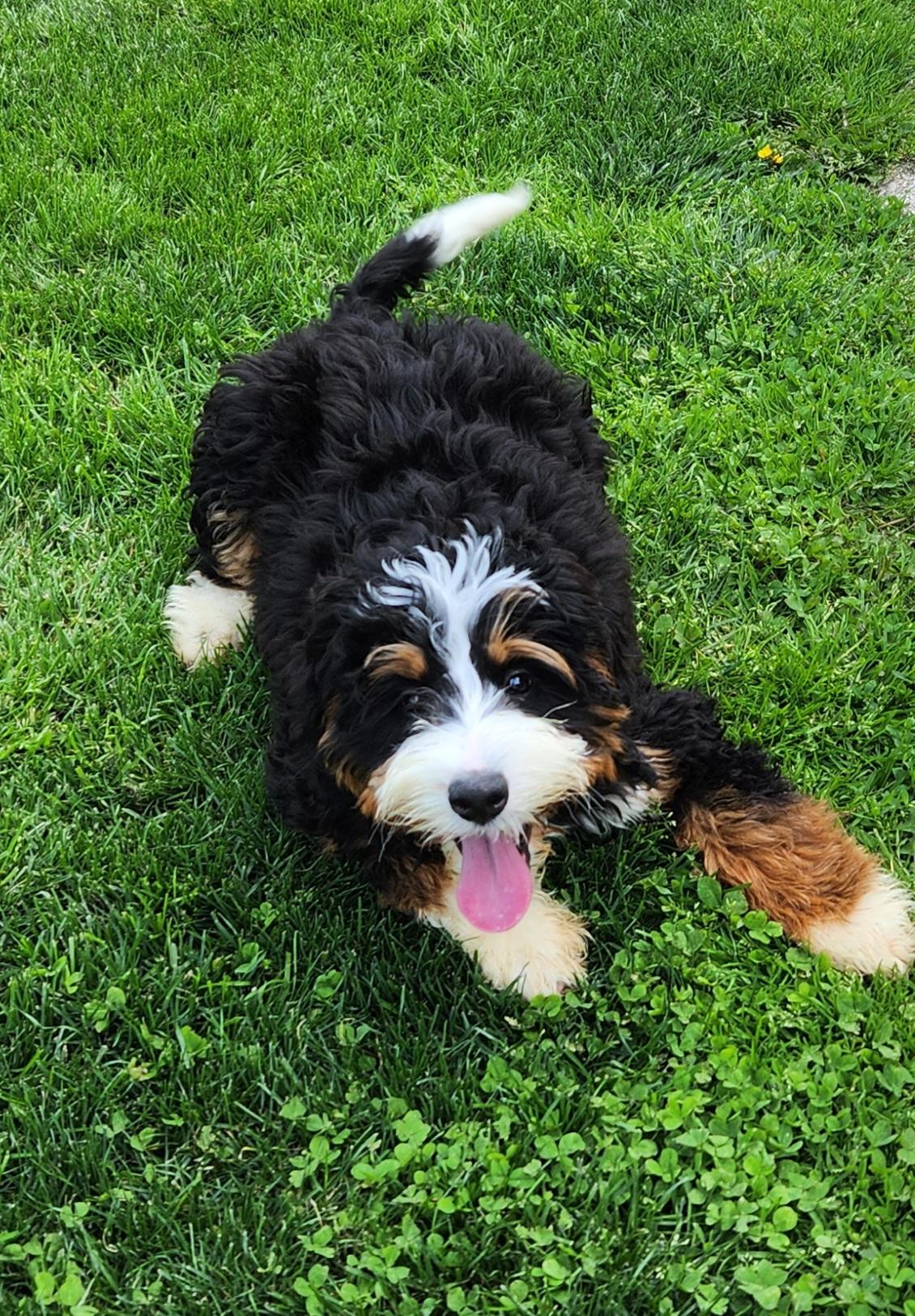 Melac and Madison (mini bernedoodle's), adopted, Puppy Male Bernedoodle.