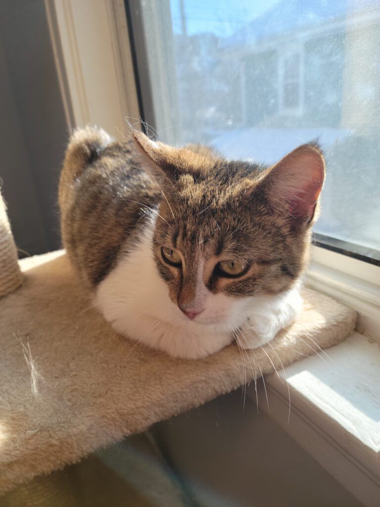 Luna, Adopted, Young Female Domestic Short Hair.