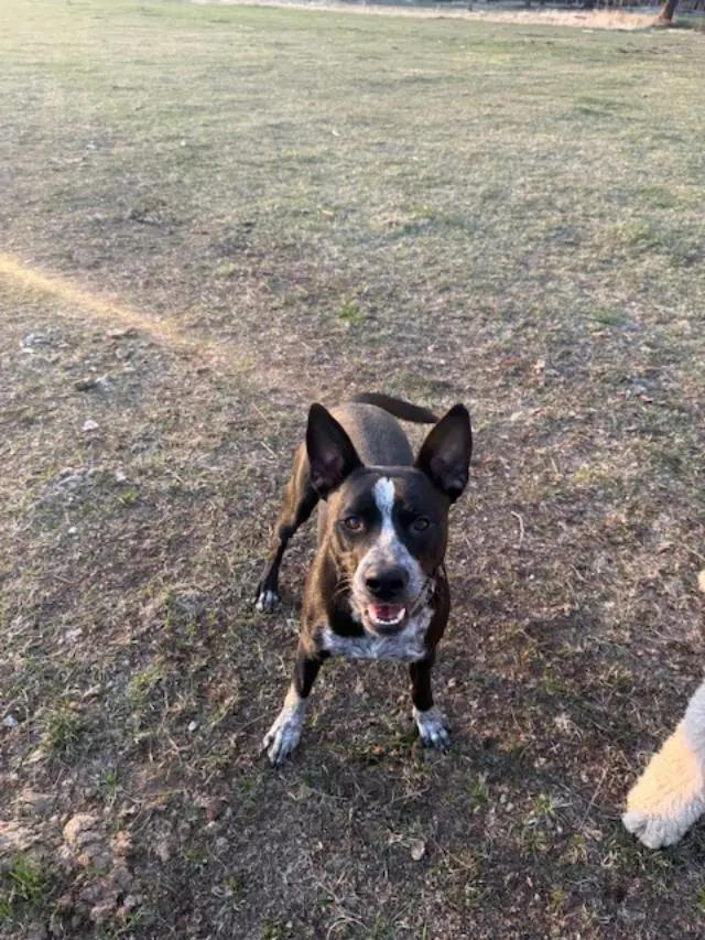Koda/Asher photo 4